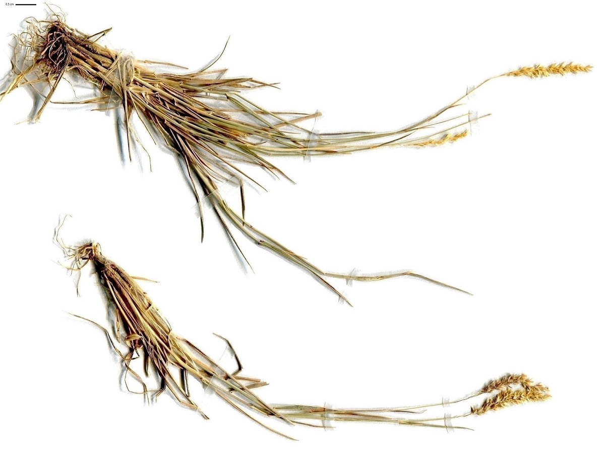 Agrostis stolonifera var. arenaria (Poaceae)